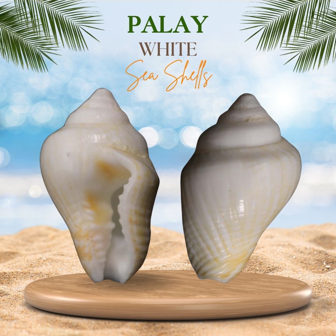 Palay | Dotted Columbella Mercatoria Shell | White Sea Shells