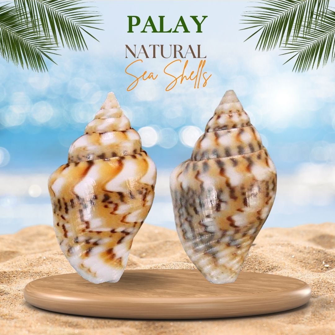 Palay | Dotted Columbella Mercatoria Shell | Natural Sea Shells