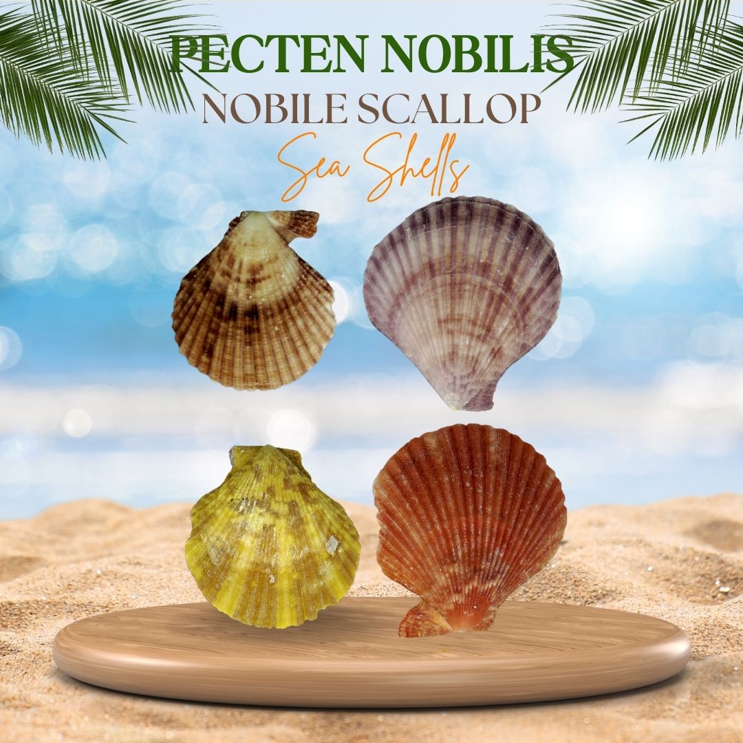 Pecten Nobilis | Nobile Scallop Sea Shells
