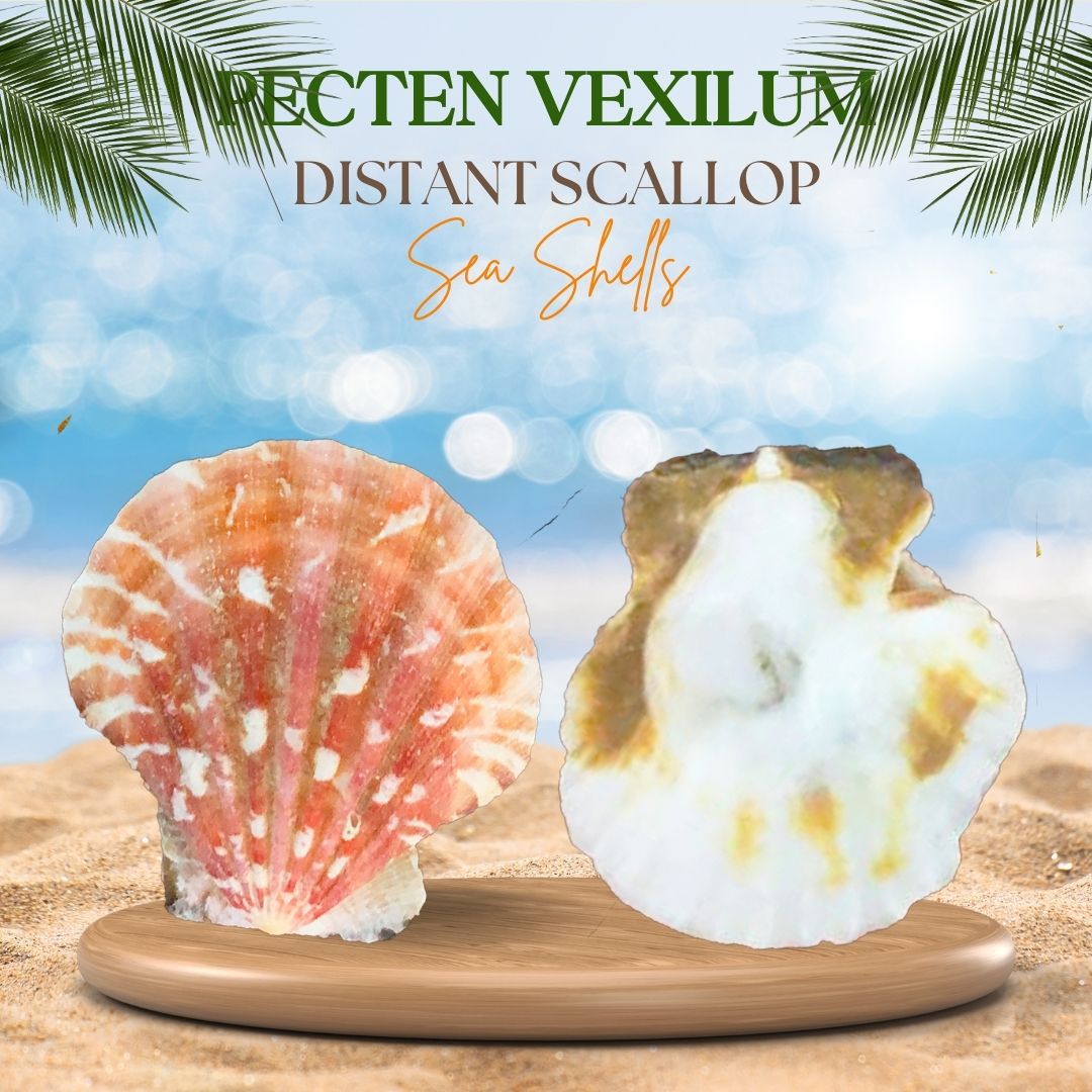Pecten Vexilum | Distant Scallop Sea Shells