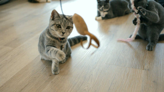 PET TV - 1 Hour of Cinematic Slow Motion Cats with Music