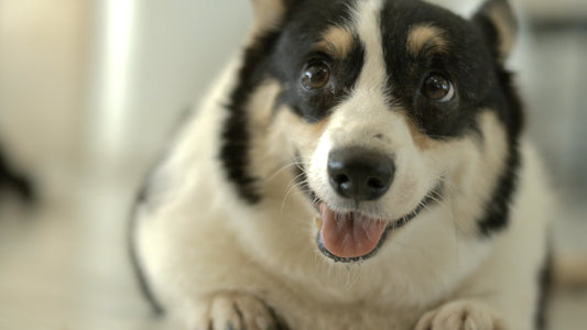 PET TV - Thailand’s Biggest Dog Café in Slow Motion