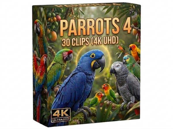 Creator Pack - 30 single clips of Parrots 4 (4K UHD)
