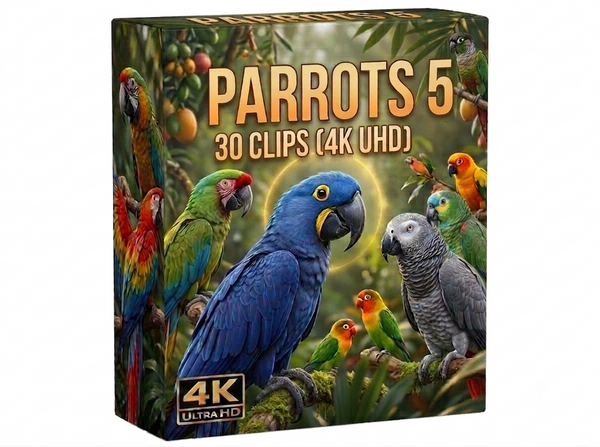 Creator Pack - 30 single clips of Parrots 5 (4K UHD)