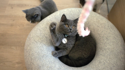 PET TV - Super Slow Motion Cats – 1 Hour of Furry Fun in Stunning Details