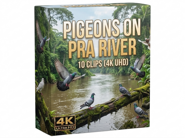 Creator Pack - 10 single clips of Pigeons On Pra River (4K UHD)