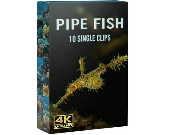 Creator Pack - 10 single clips of Pipefish  (4K UHD)