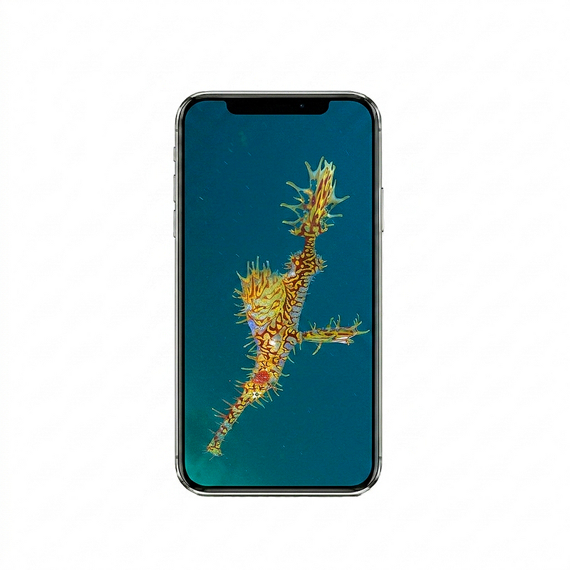 Vertical Creator Pack - 10 single clips of Pipefish (4K UHD)