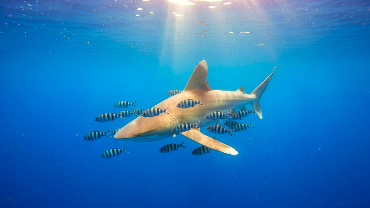 Predatory Grace - Face to Face with the Ocean’s Apex Hunters