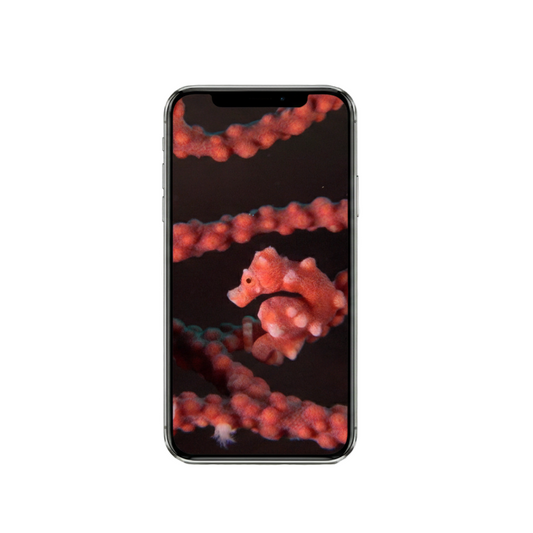 Vertical Creator Pack - 10 single clips of Pygmy Seahorse (4K UHD)