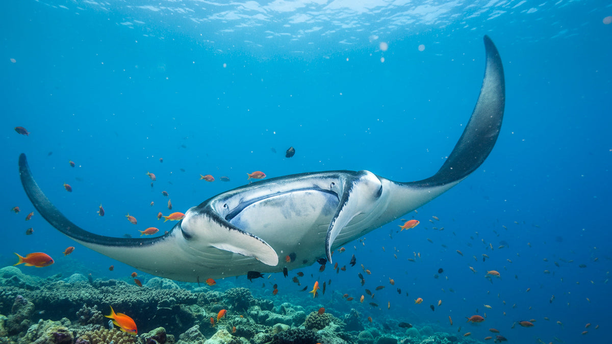 Ray Ballet - The Elegant Dance of Oceanic Rays