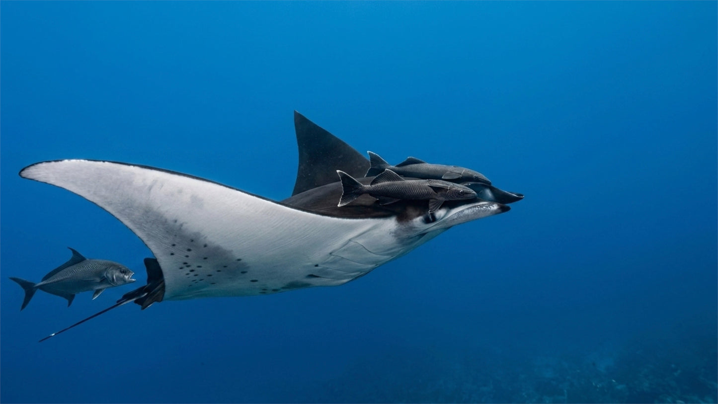 Rays Of The World - Underwater Film And Bonus Stock Clips