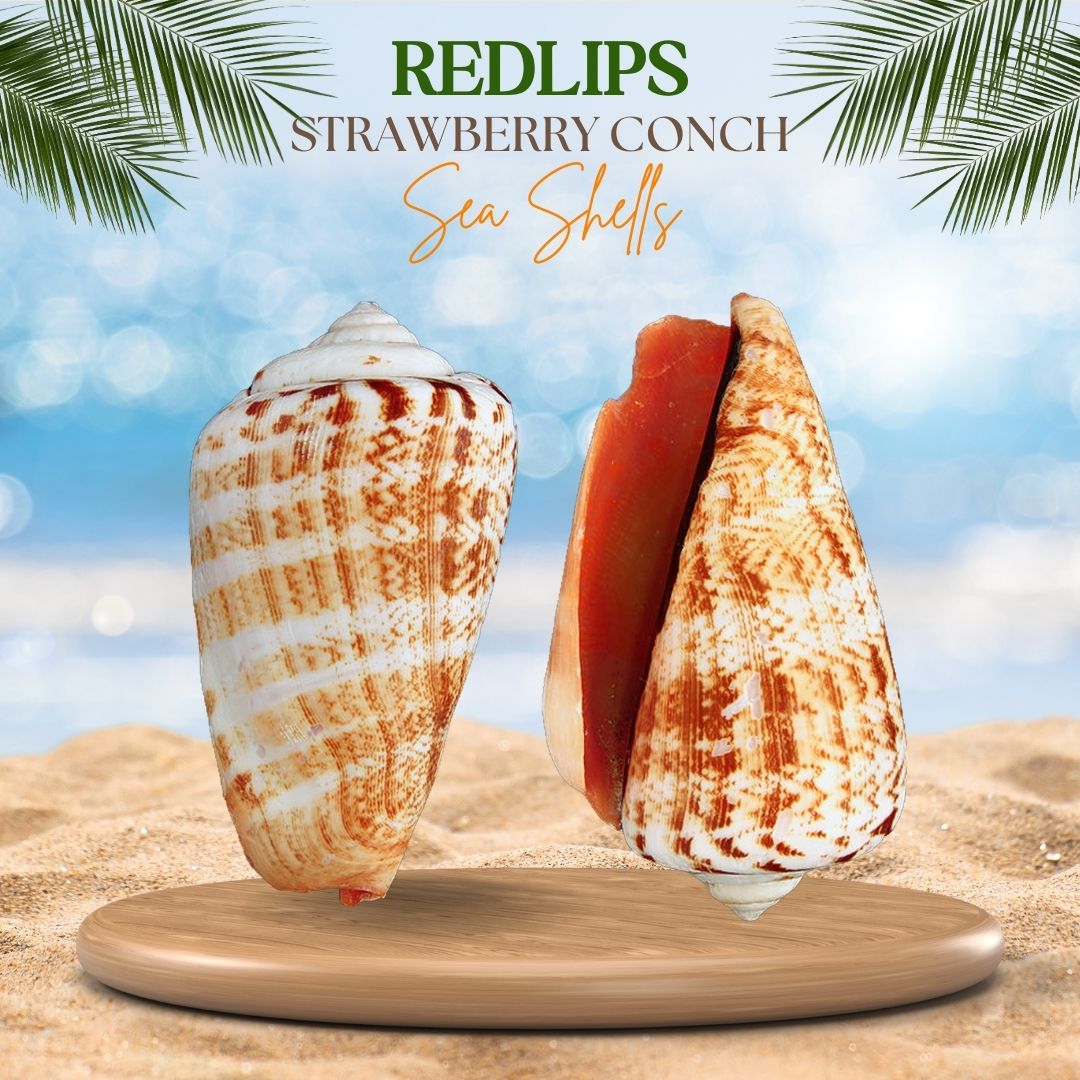 Red Lips | Strombus Luhuanus Sea Shells – World Nature Video