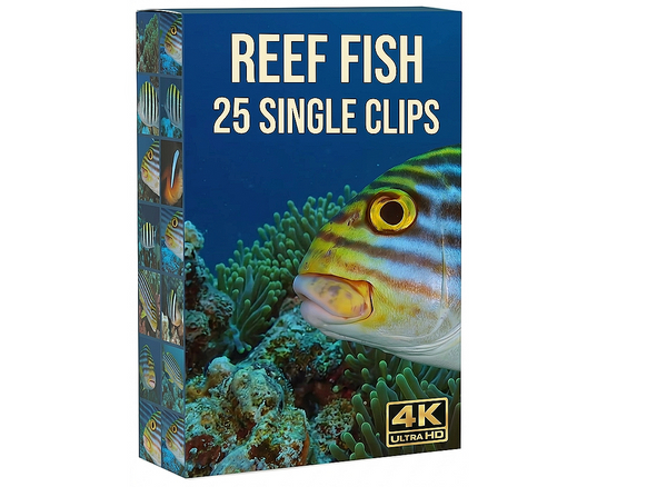 Creator Pack - 25 single clips of Reef Fish (4K UHD)