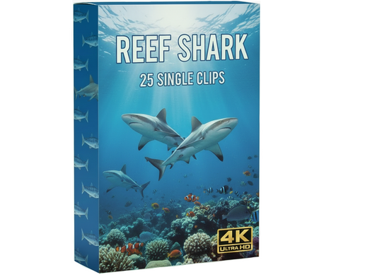 Creator Pack - 25 single clips of Reef Sharks (4K UHD)