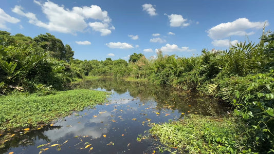Virtual Rowing - Tropical Lagoon - Sri Lanka
