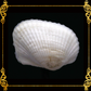 Batiting | Traverse Ark Sea Shells