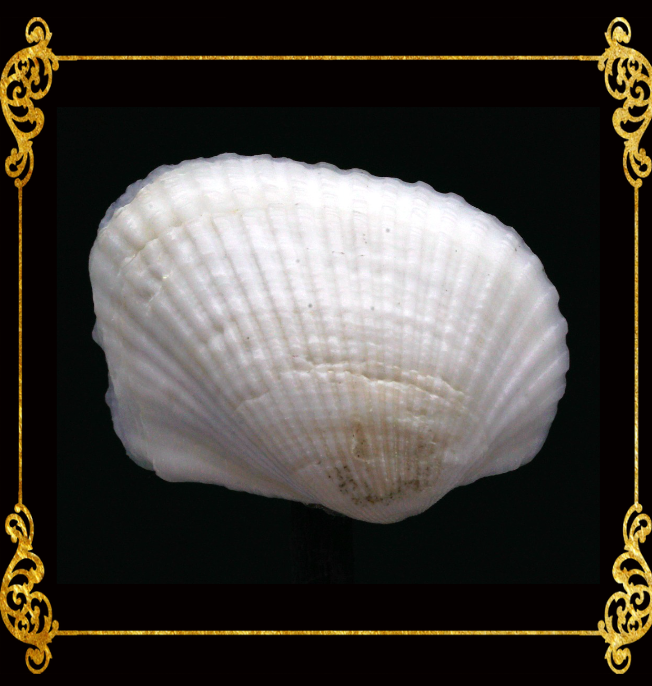 Batiting | Traverse Ark Sea Shells
