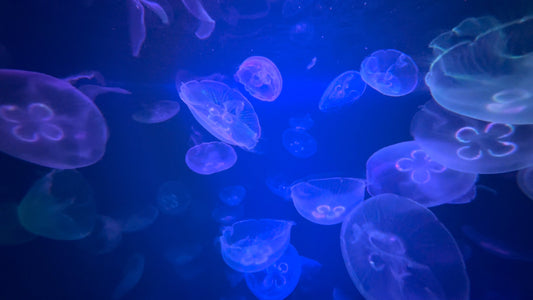 SLEEP TV - 1 Hour Sleep with Jellyfish and Soothing Sounds