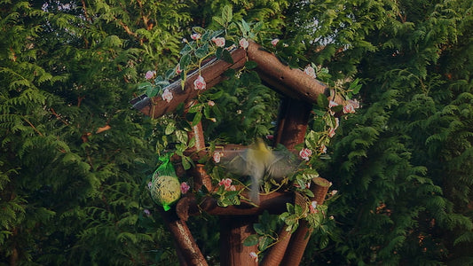 ANIMAL TV - Bird Table - Veluwe Bird with Nature Sounds