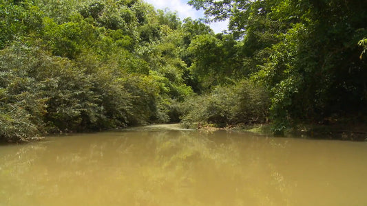 SLEEP TV - Mangrove River and Mountain Scenery with Jungle Sounds
