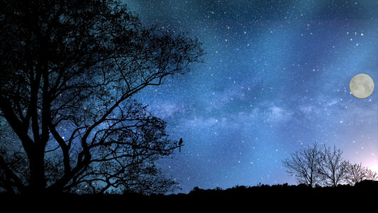 SLEEP TV - Nightingale Song at Night Time with Star Sky