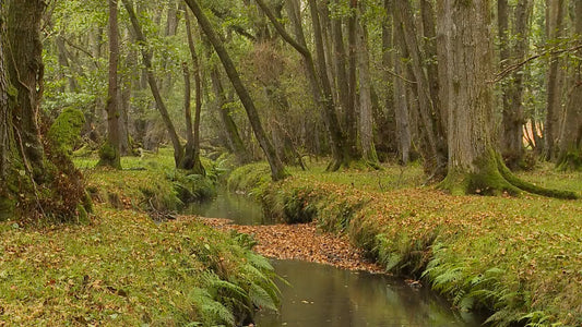 SLEEP TV - Rain Woodland River with Rain Sounds