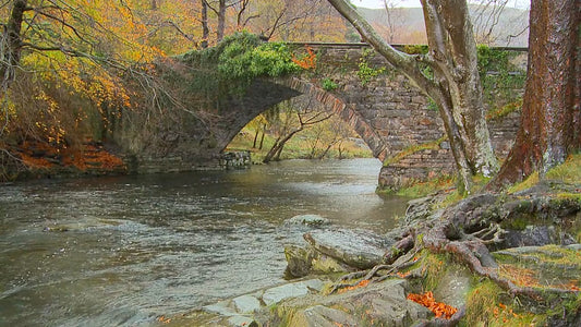 SLEEP TV - Rain in UK Woodlands and Forest with Rain Sounds