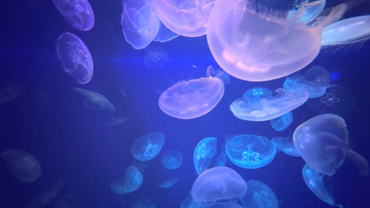 SLEEP TV - Sleep to Jellyfish with Whale Sounds and Calming Underwater Sounds
