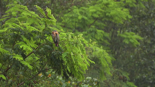 SLEEP TV - Tropical Monsoon with Rain Sounds