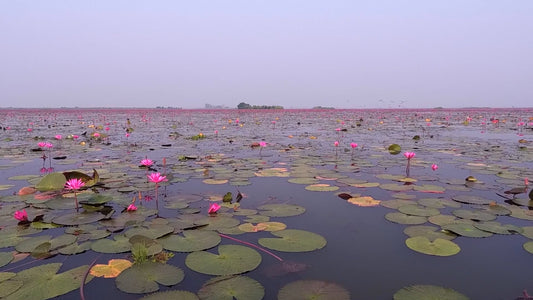 SLEEP TV - Wonderful Relaxing Red Lotus Lake with Soothing Music