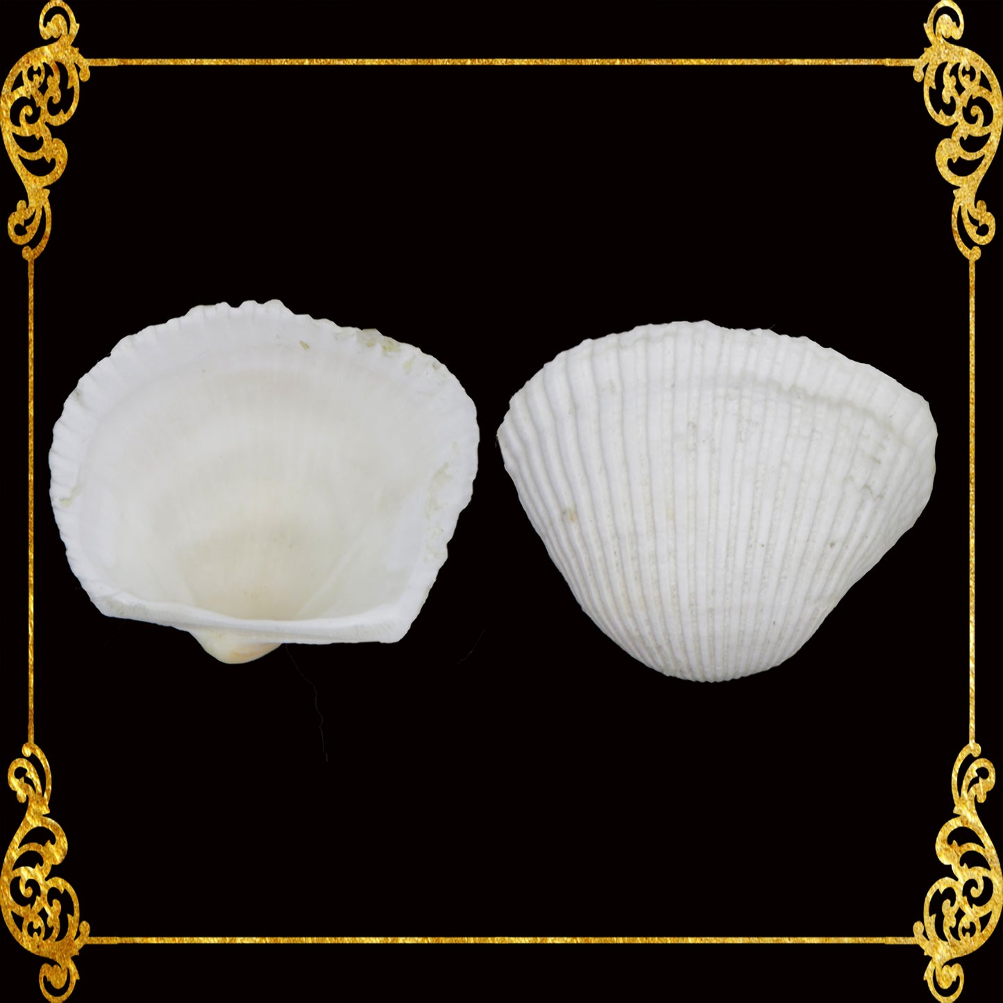 Batotoy Kulot | Granular Ark Sea Shells