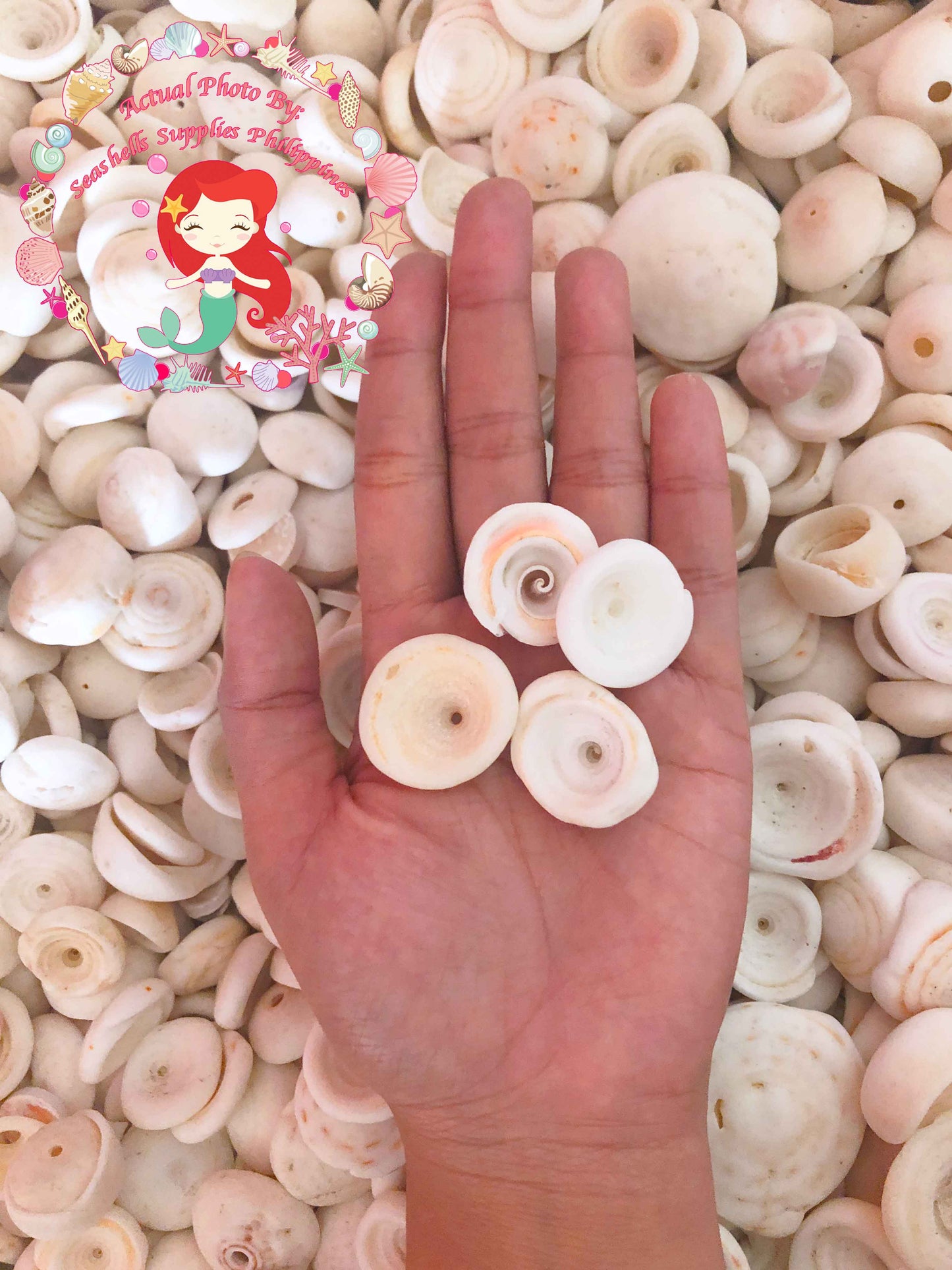 Puka Shell | Large | 1.5 - 2 cm Sea Shells