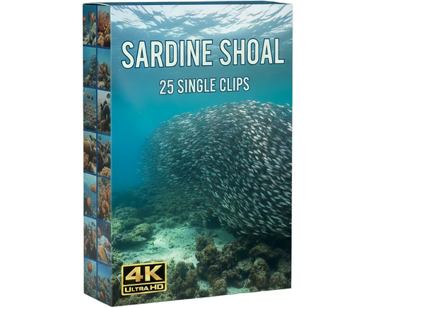 Creator Pack - 25 single clips of Sardine Shoal (4K UHD)