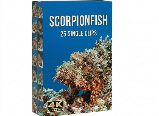 Creator Pack - 25 single clips of Scorpionfish (4K UHD)