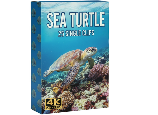 Creator Pack - 25 single clips of Sea Turtle (4K UHD)