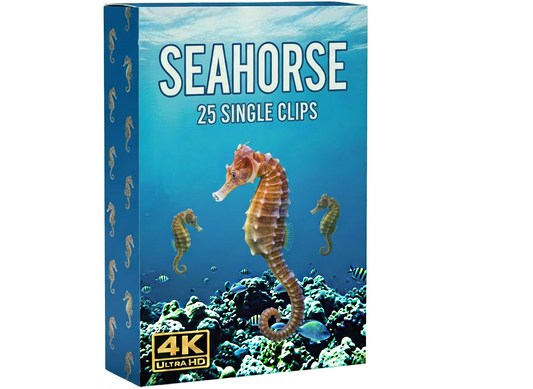 Creator Pack - 25 single clips of Seahorse (4K UHD)