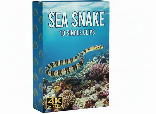 Creator Pack - 10 single clips of Sea snake (4K UHD)