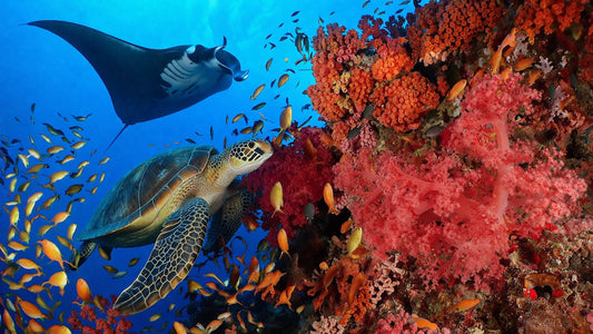 UNDERWATER - Secrets Of The Blue World