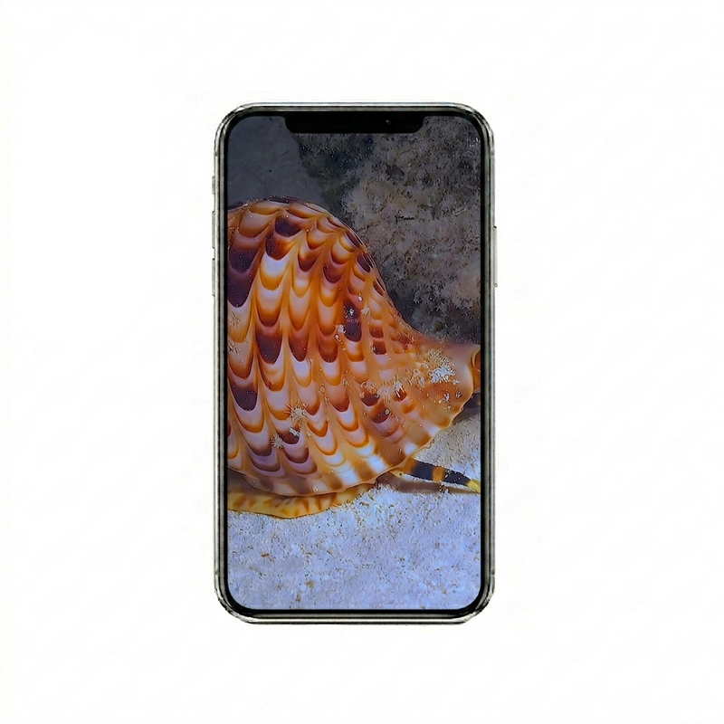 Vertical Creator Pack - 10 single clips of Shell (4K UHD)
