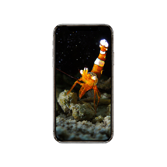 Vertical Creator Pack - 10 single clips of Shrimp (4K UHD)