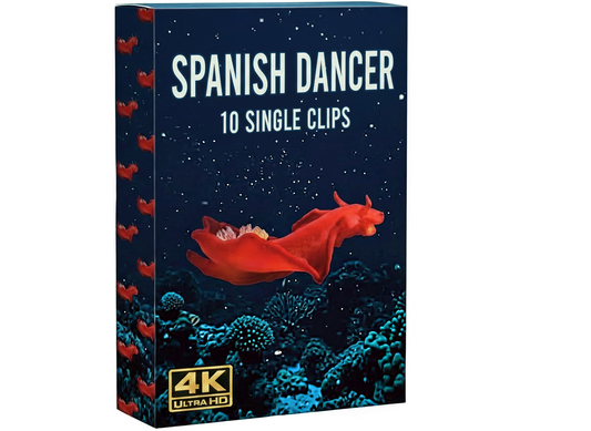 Creator Pack - 10 single clips of Spanish Dancer (4K UHD)