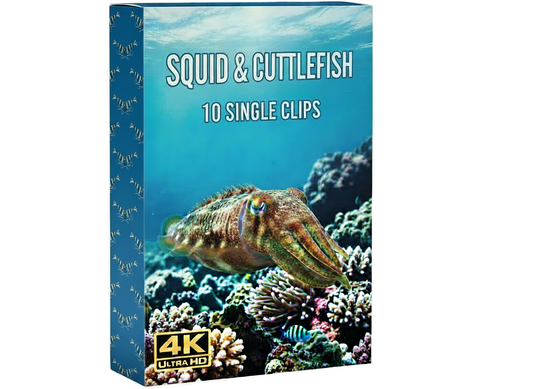 Creator Pack - 25 single clips of Squid&Cuttlefish (4K UHD)