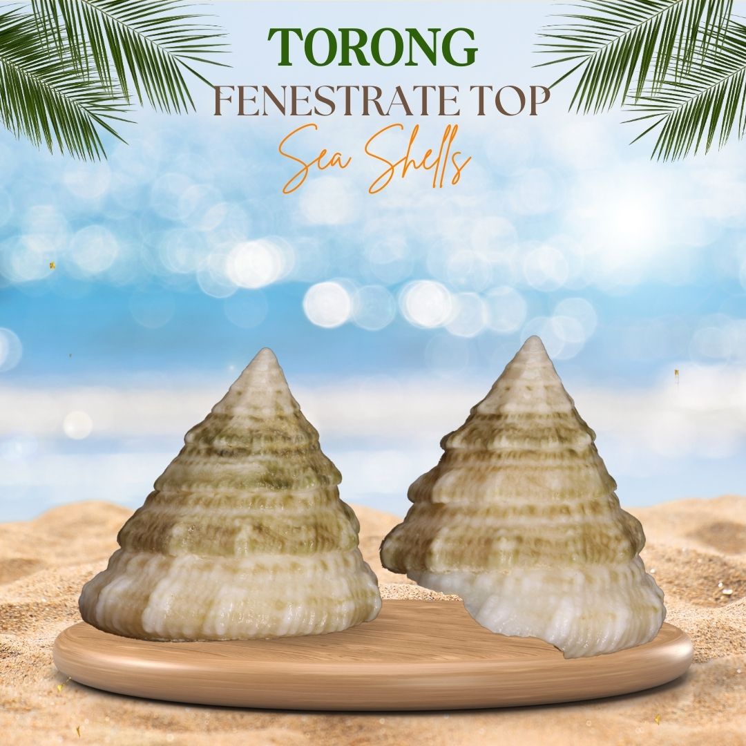 Torong | Fenestrate Top Sea Shells