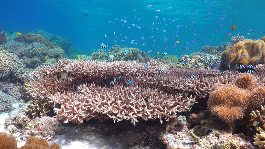 UNDERWATER TV - The Coral Reef - A Marine Life Haven
