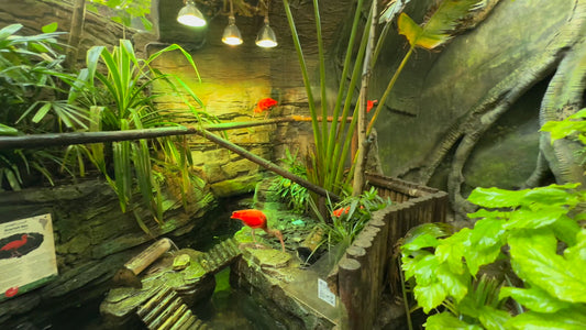 The Green Planet - Tropical Bird Walk - Dubai - UAE