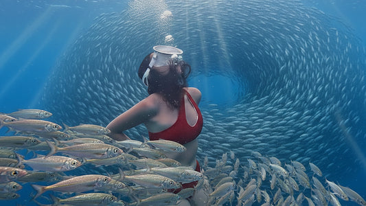 UNDERWATER TV - The Last Sardines - One Million Silver Lives