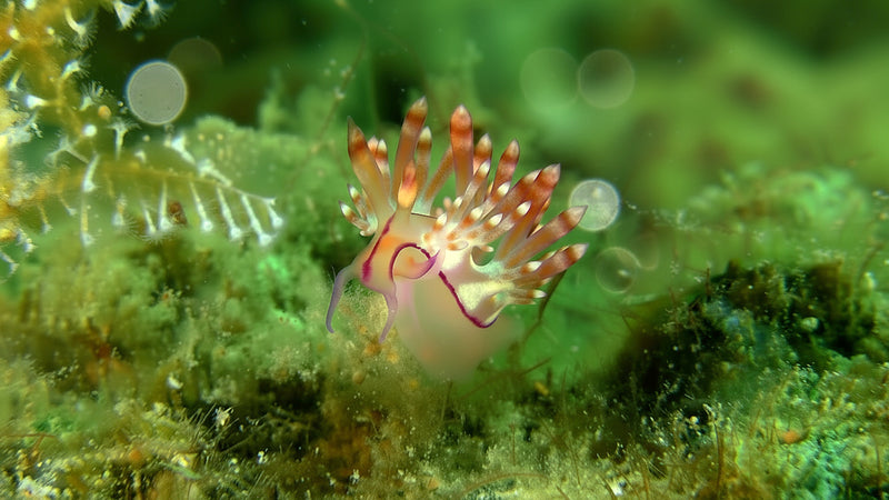 Creator Pack - 25 single clips of Nudibranch/Sea slug  (4K UHD)