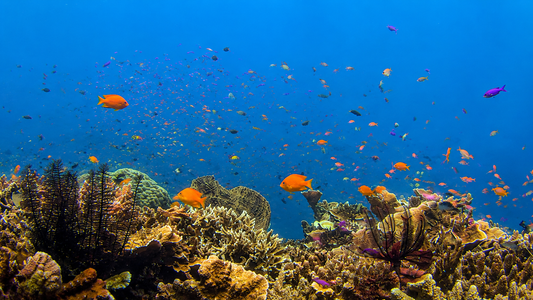 UNDERWATER - Coral Reef scene With Colorful Reef Fish