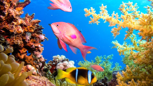 UNDERWATER - The Red Sea - Wonders of the Underwater World